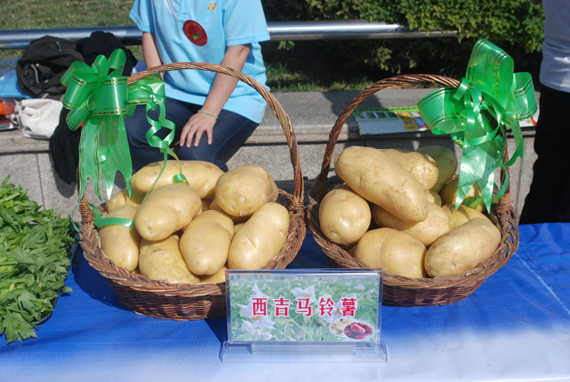 西吉马铃薯 宁夏震湖现代农业服务网